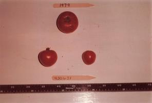 Click for 1 image(s) for this accession. FRUIT